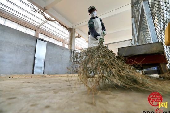 袋鼠饲养员：细心呵护，给它们一个温暖的家