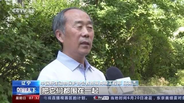 云南野象北上正常吗？野生象是迁徙物种吗？