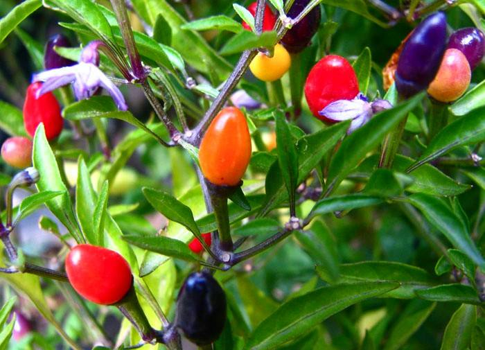 日供武汉2000吨蔬菜，“宇宙寿光”是怎样炼成的？