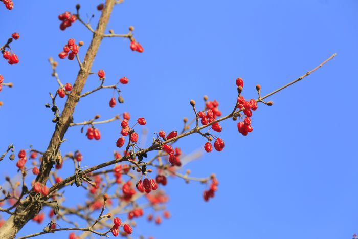 济南植物园：寒冬腊月 红果挂满枝头