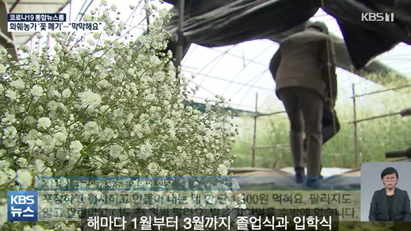 疫情下开学毕业典礼取消 韩国花农销毁大量滞销鲜花