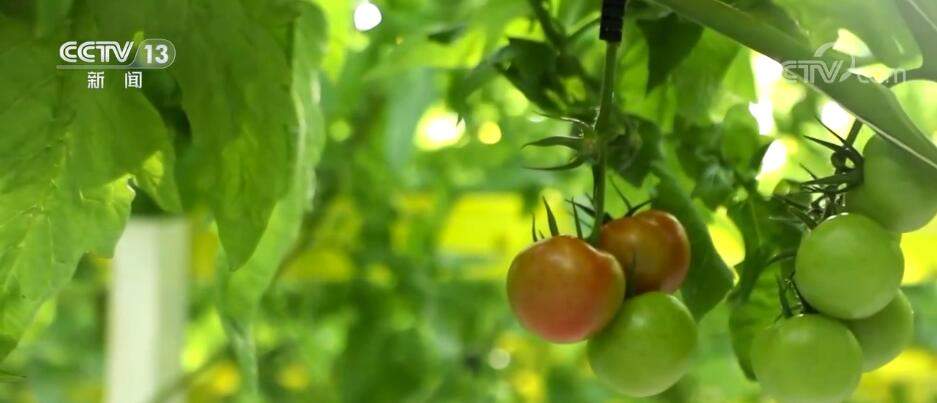 突破制约 数字技术与传统农业碰撞出“最优解”