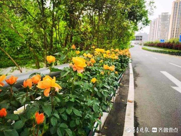 济南尽开月季花！街头月季最全“打卡指南”，随手可拍