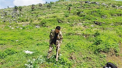重庆南川：独臂青年成英豪 400亩荒山变青山
