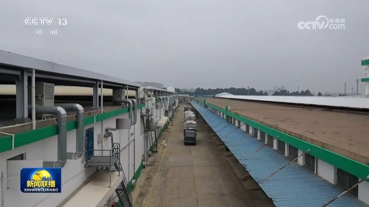 2023年我国全年收购粮食超8000亿斤