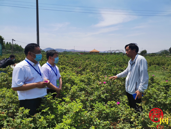 泉城“商量”问计如何做好“小玫瑰”里的“大文章”