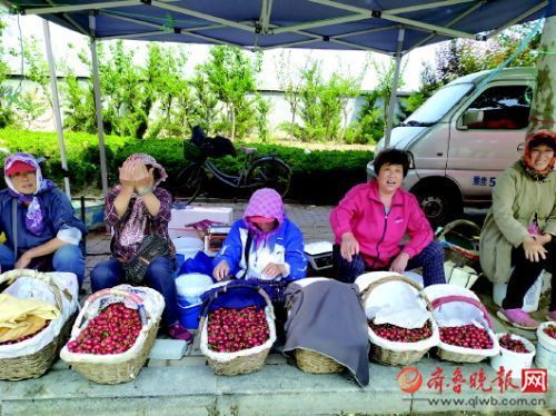 烟台大樱桃今年遇上了“小年” 产量缩水三四成,市场难寻大个头