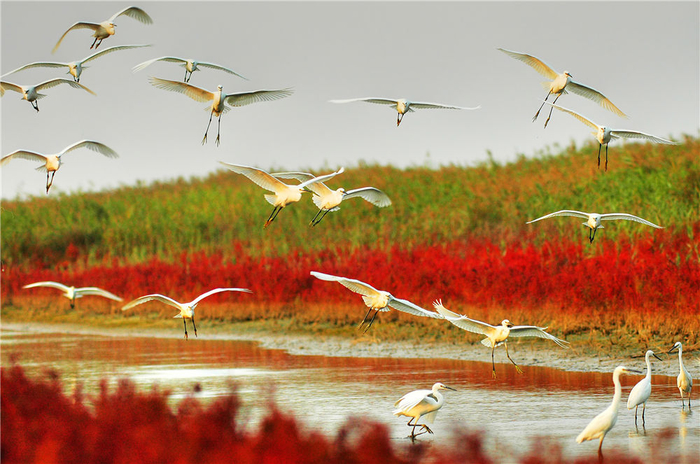 不要明星只要你 黄河口生态旅游区最美代言人火爆征集中
