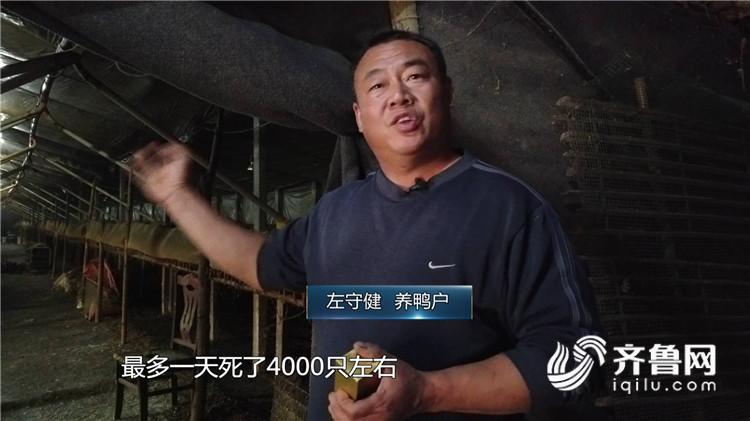 问政山东丨兽医站里开兽药店 鸡用疫苗竟然卖给养鸭户