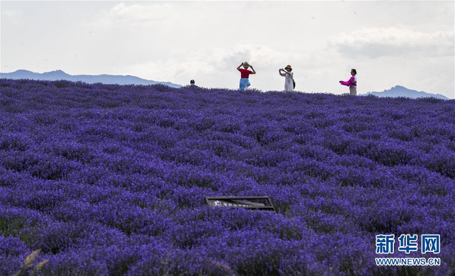 这条脱贫致富路，多姿又多彩！