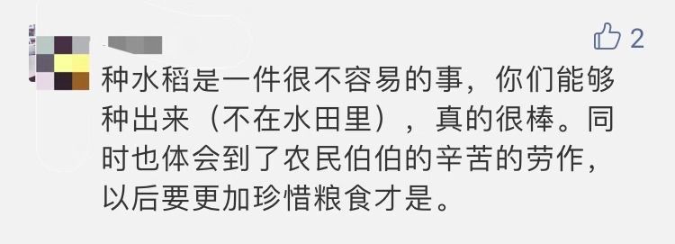 大二男生历时5个月种出杂交水稻，网友：和袁老种的味道一样吗？