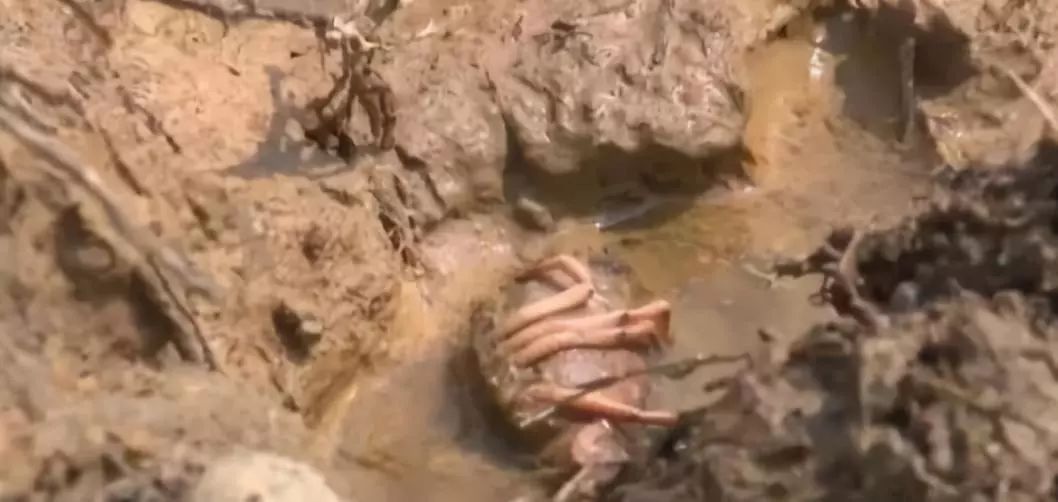 熊孩子毒死了千斤小龙虾 ！吃货和虾农一起在哀嚎……