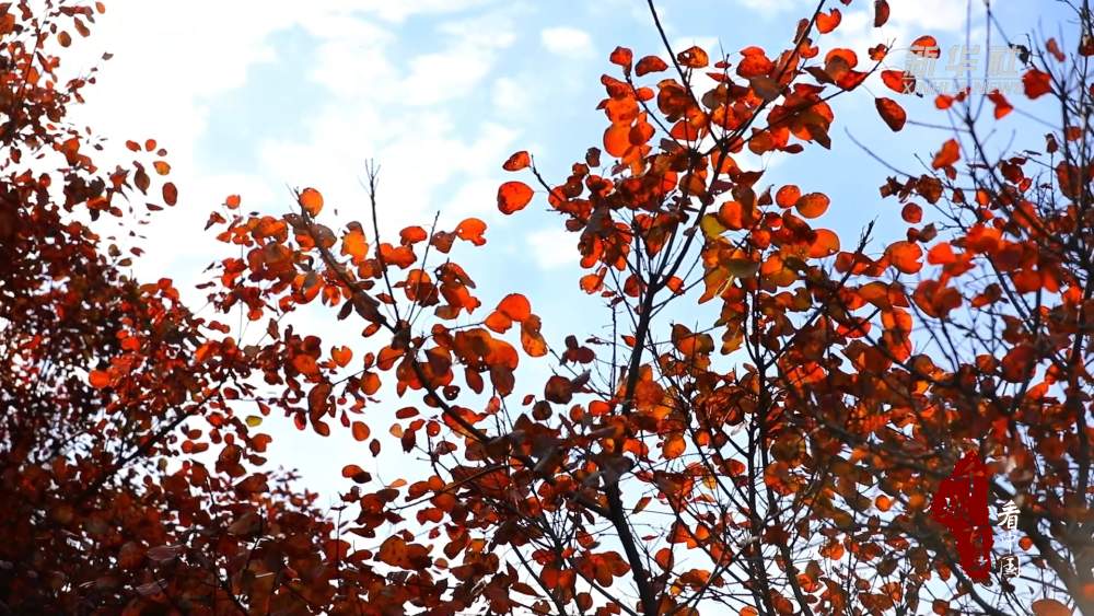 秋意浓！来看看新华社镜头下的秋日济南