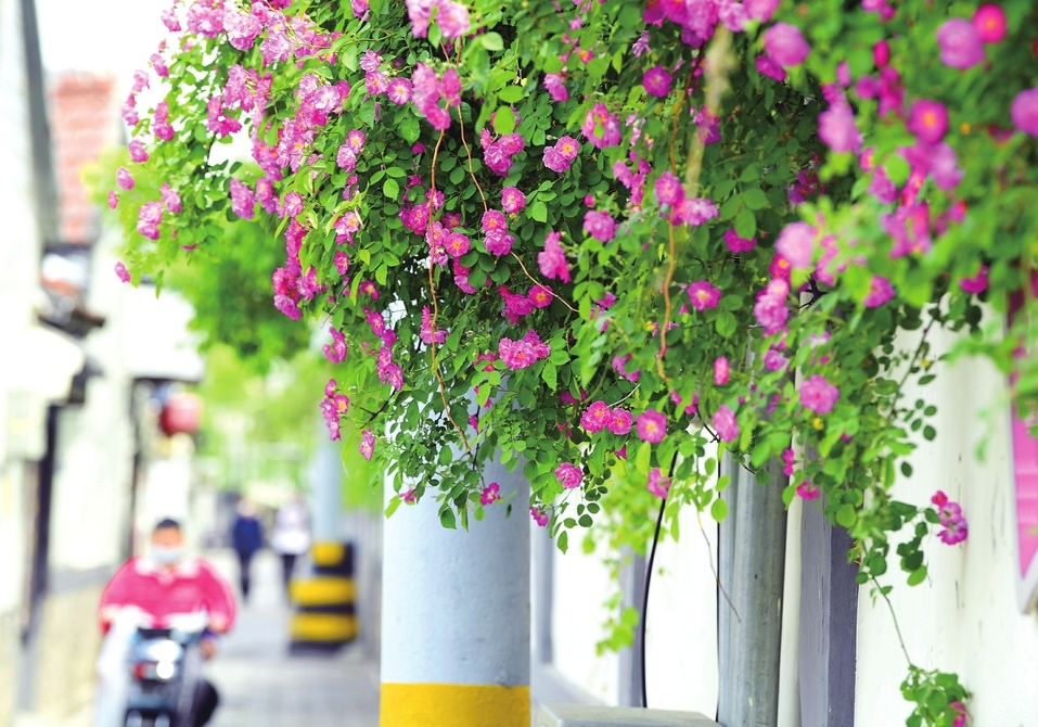 蔷薇绽放 花开满墙