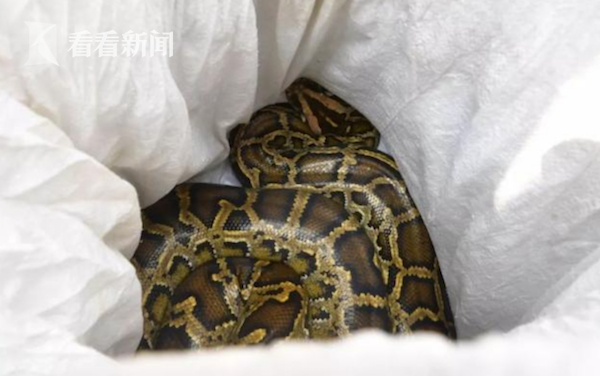 天花板掉下4米大蟒蛇 重达40斤已藏身10年