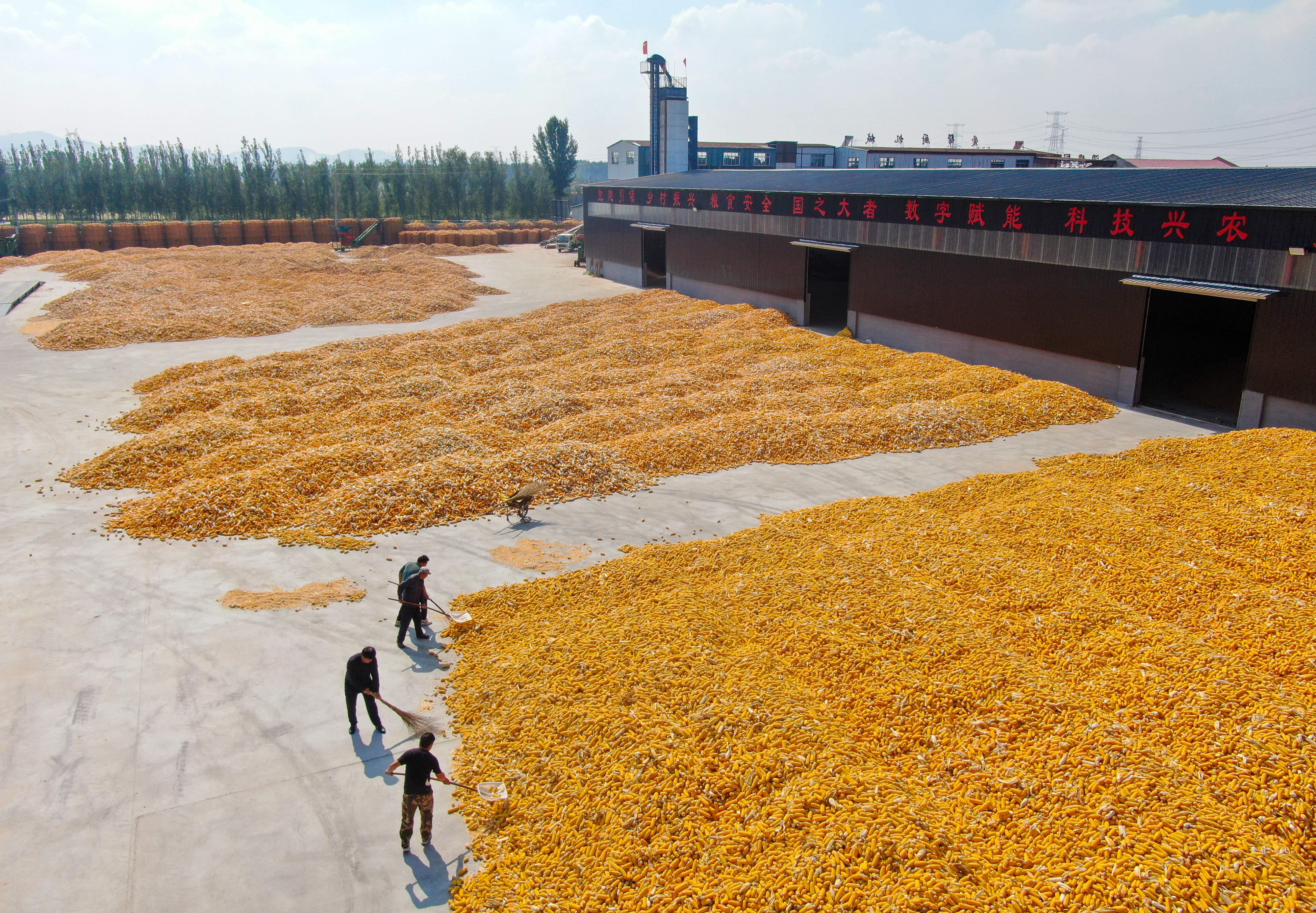 给产粮大县算算“玉米账”