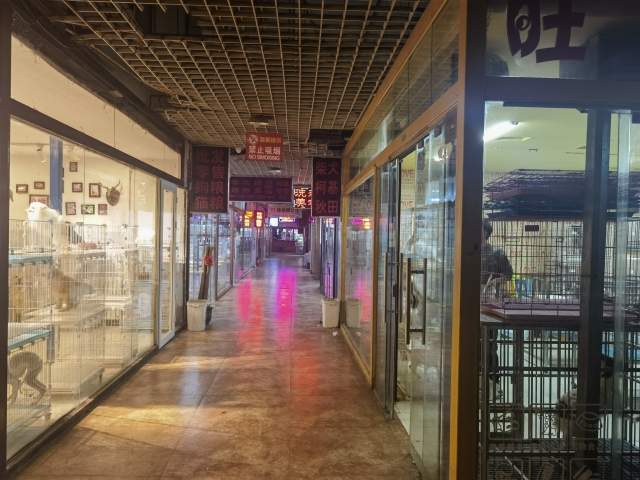 宠物狗价格下降三分之一？记者实探宠物市场“买得不多，逛得多”