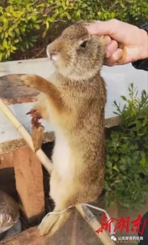 儿童刊物称果子狸可吃？武大出版社回应