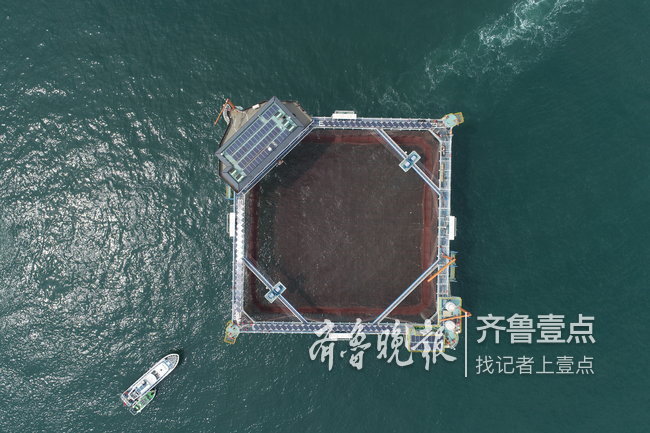 国内首座智能化网箱安家烟台大钦岛，每年能养千吨鱼