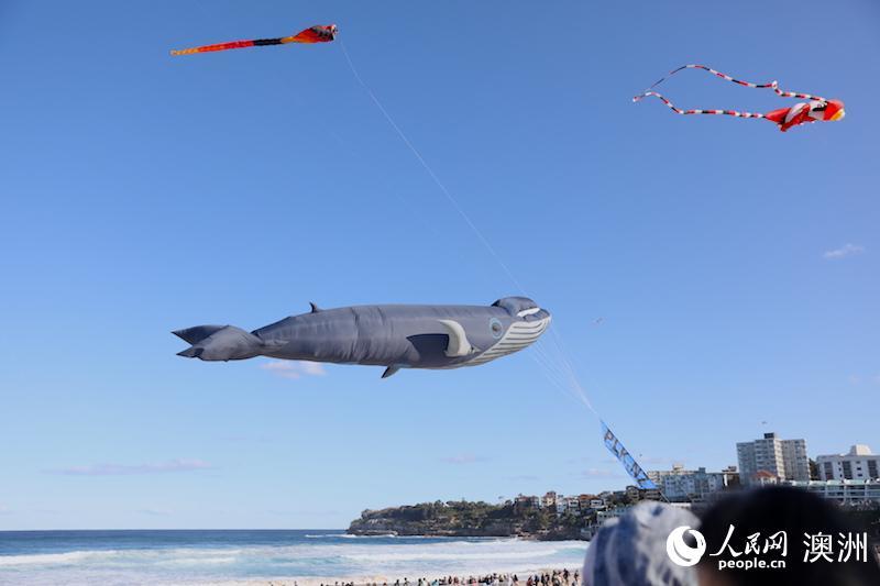澳大利亚最大风筝节在悉尼举行 吸引数万人参加 
