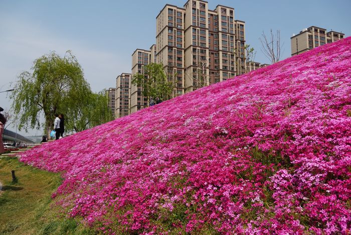 四月来济南一起走花路！打卡赏花路线get