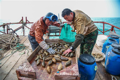 莱州湾深海护参，生态恢复迎丰收
