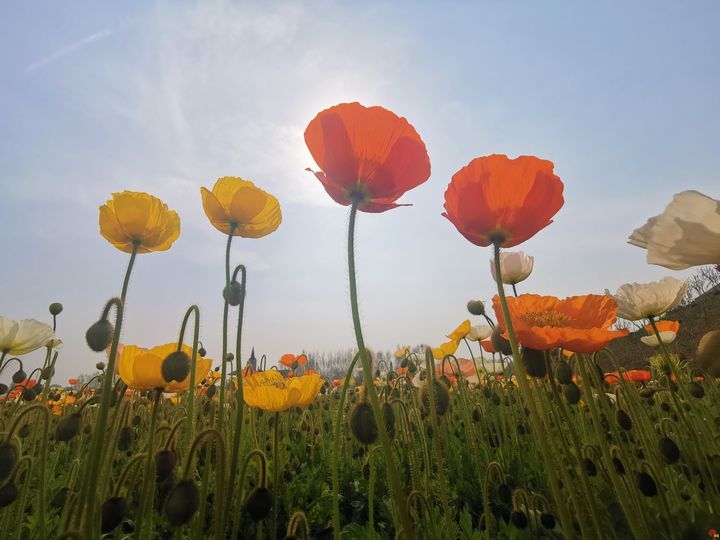山东文旅集团托管 济南“紫缘香草园”焕新升级济南“花 young park”
