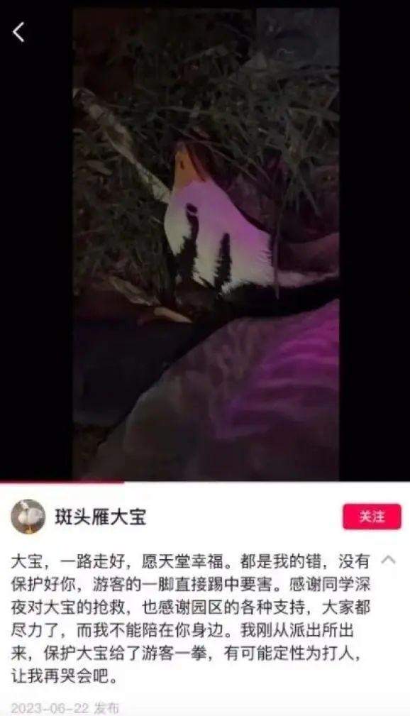 已确认,网红大雁“大宝”突然死亡!公安介入