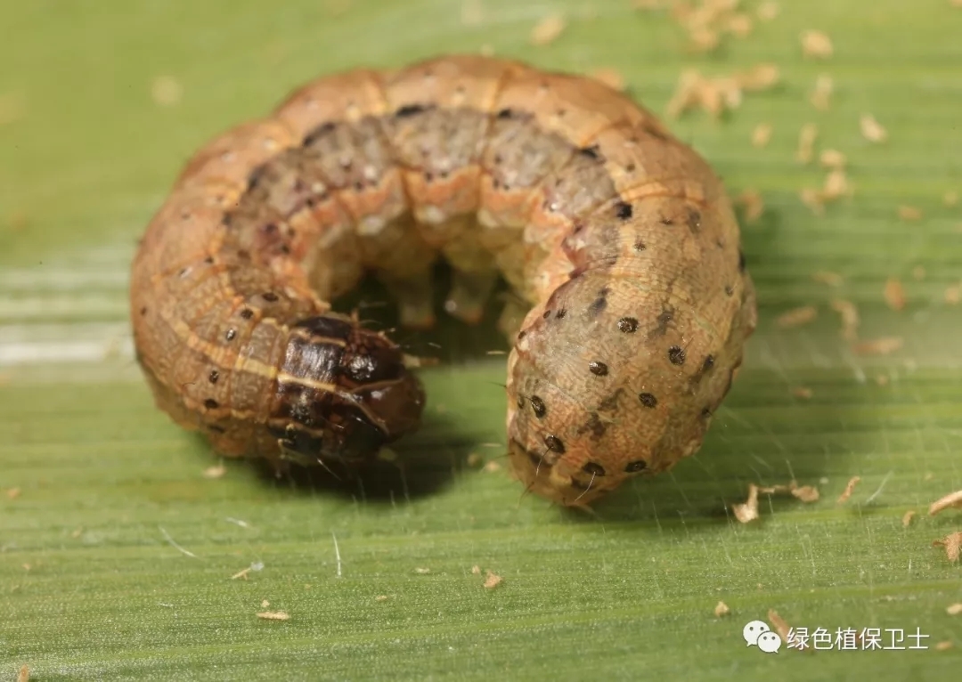  “粮食杀手”来袭！国内多地遭草地贪夜蛾入侵，山东省内尚未发现