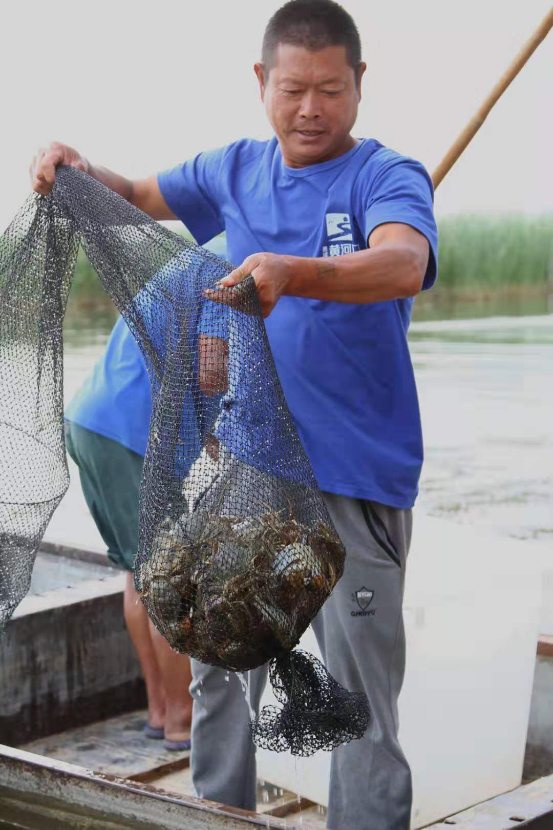 黄河口大闸蟹正式开捕，提前15至30天抢占市场先机