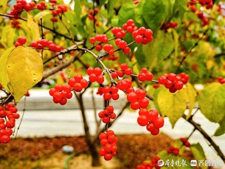 秋季里红橙黄绿青蓝紫七色俱全，实拍济南CBD高楼间的美丽自然