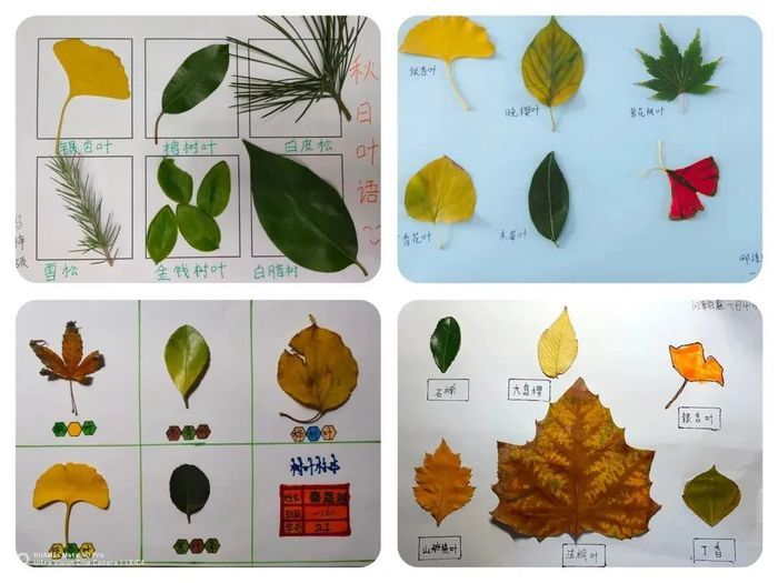 一起来赏画吧！历城区中小学居家美育把树叶玩出新花样