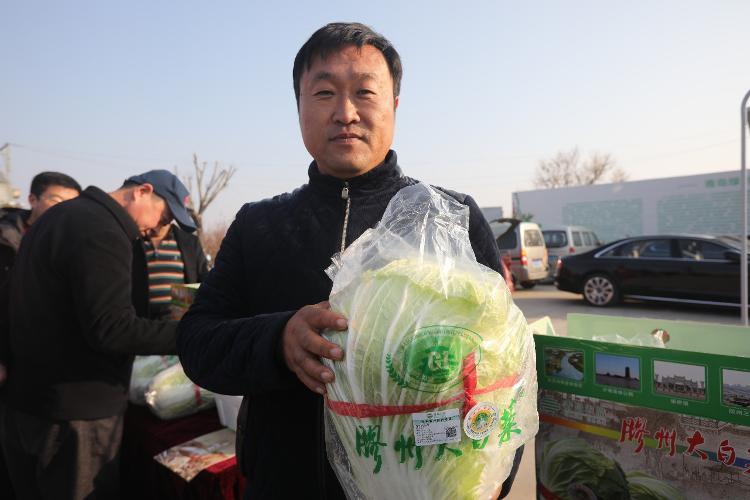 这就是山东丨胶州大白菜上台“比美” 棵棵都有“身份证”