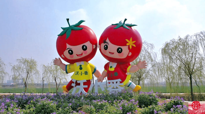 实地探沃小番：泉水人家小番茄有大版图 目标北方种业“芯片”