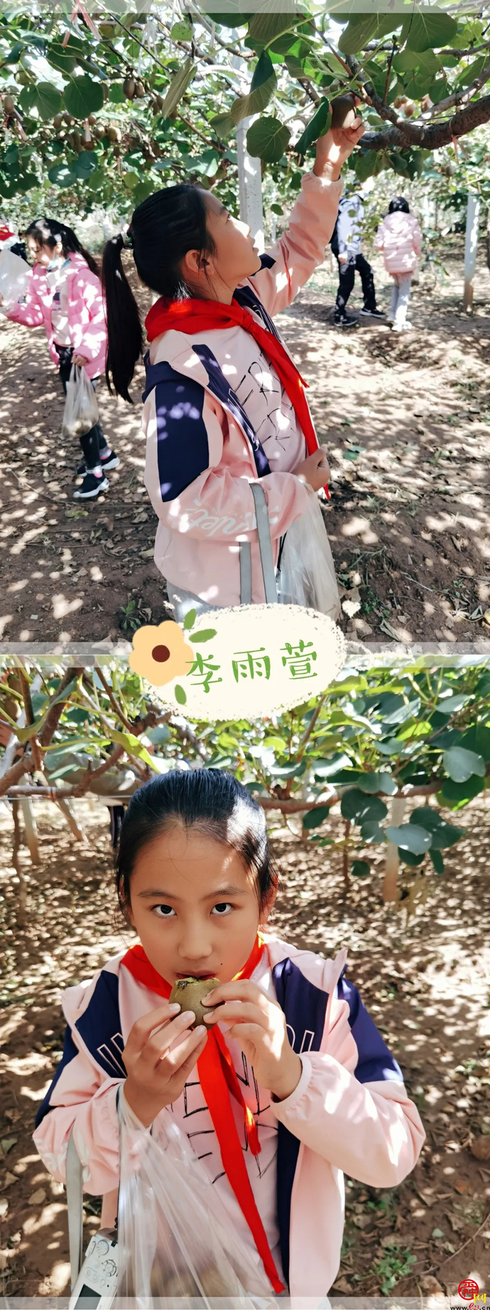山师附小2018级6班猕猴桃采摘研学活动纪实（稿件有视频，麻烦编辑同事将视频置于链接处）