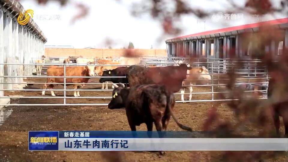 【新春走基层】山东优质农产品丰富大湾区百姓“菜篮子”