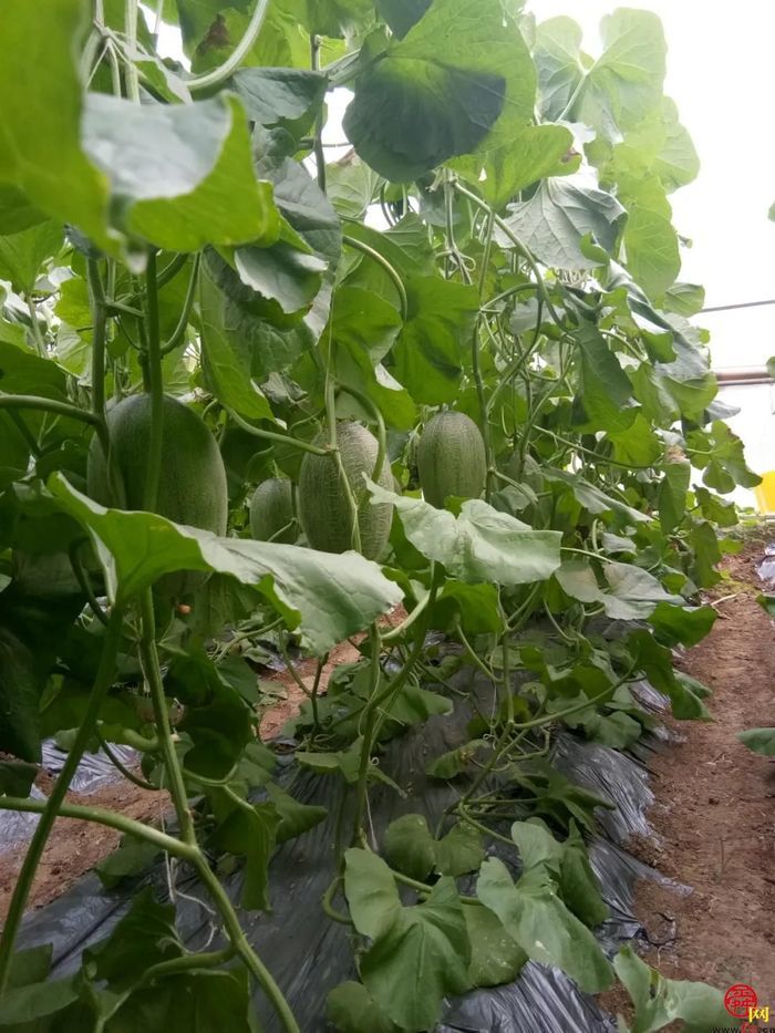 全国劳动模范坐镇的西城高科，8年来为三农创造了哪些惊喜？