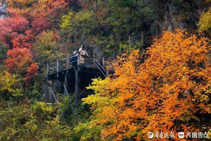 秋风霜染，济南南部山区红叶林快要红透了