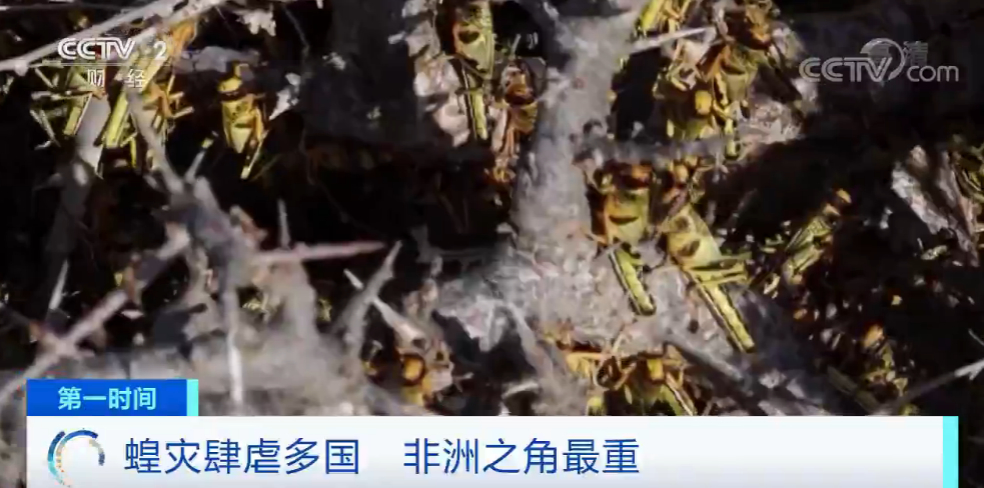 警惕！蝗灾已席卷20多国 蝗虫数量还在增长 数千万人粮食安全受威胁