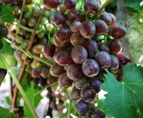 百名青年及记者走基层丨归德寻农记：炎炎夏日快来尝尝神仙葡萄