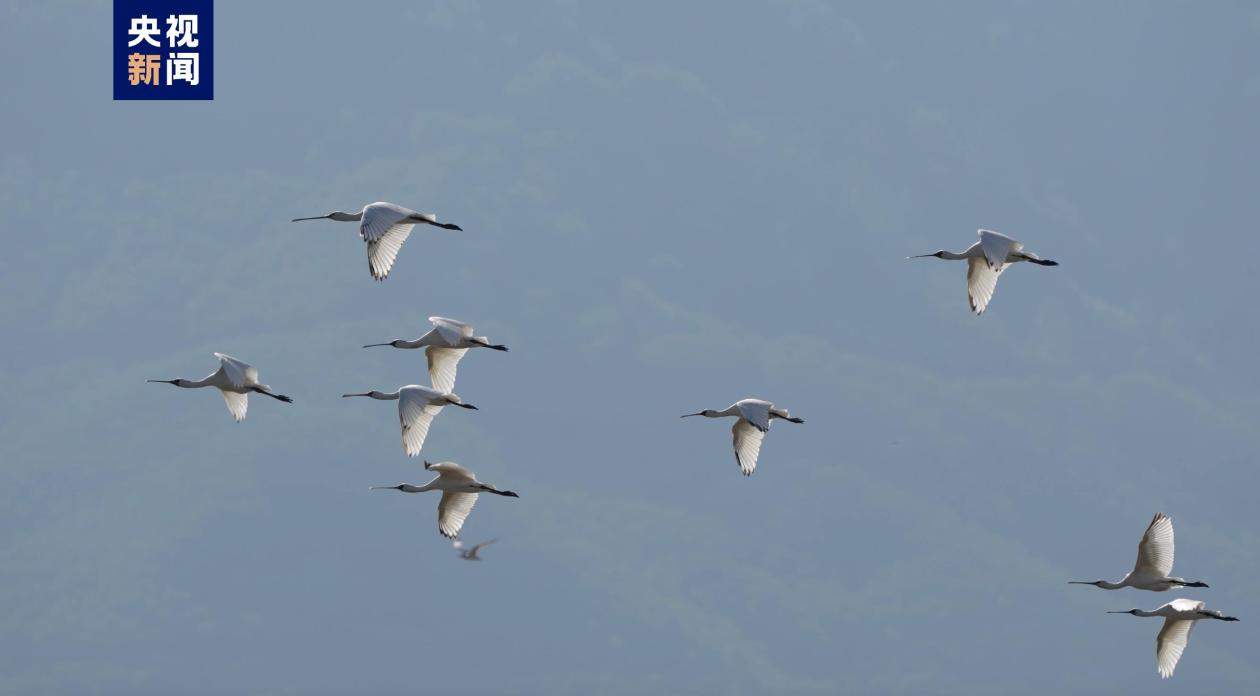 福建漳江口红树林国家级自然保护区迎来首批越冬黑脸琵鹭