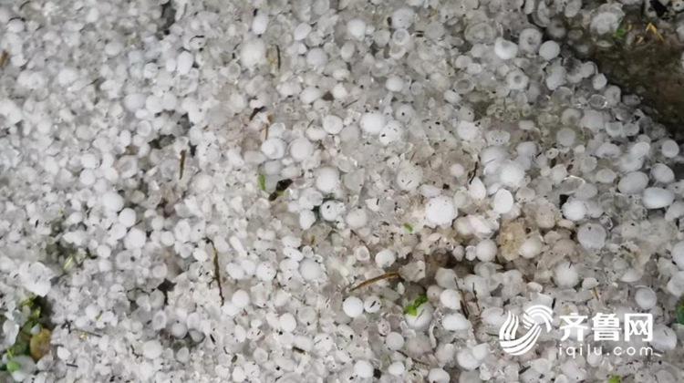 组图：玉米地惨遭“灭顶” 日照潍坊多地遭遇冰雹袭击