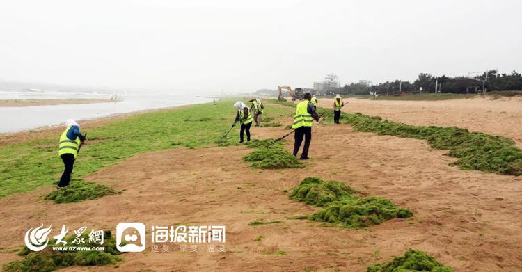 今年浒苔登陆近岸海滩，日照全力打“浒”