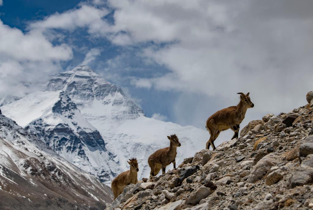 国家公园群建设让西藏更好保护地球“第三极”