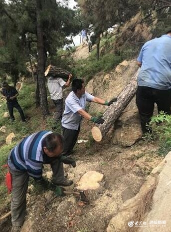 有期徒刑六个月！山东首例非法加工运输松线虫病疫木案件被刑事处罚