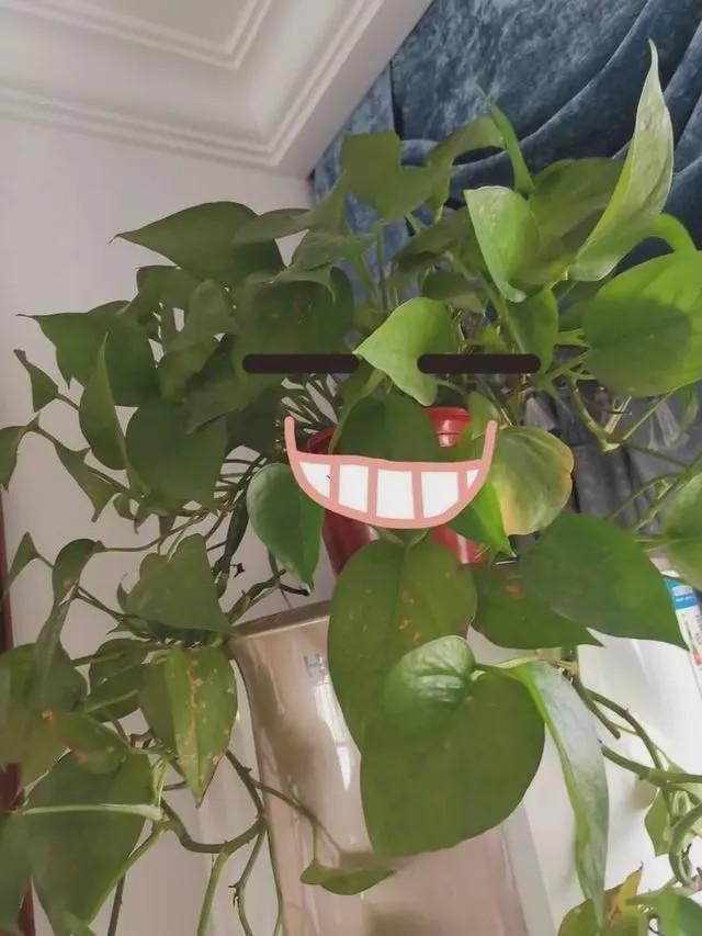 扎心了！女护士援鄂67天回家打开房门一瞬间惊呆，网友笑疯：太现实了