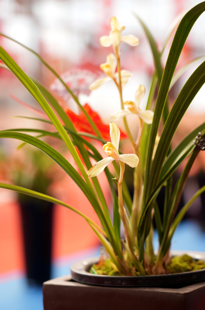 幽幽兰香，争奇斗艳！千盆精品兰花竞相绽放省兰博会