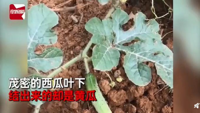 【吃瓜】济南一男子买西瓜种子却长出黄瓜 然而更惊喜的还在后面