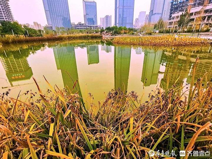 秋季里红橙黄绿青蓝紫七色俱全，实拍济南CBD高楼间的美丽自然