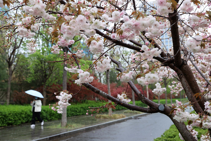 春雨蒙蒙润泉城